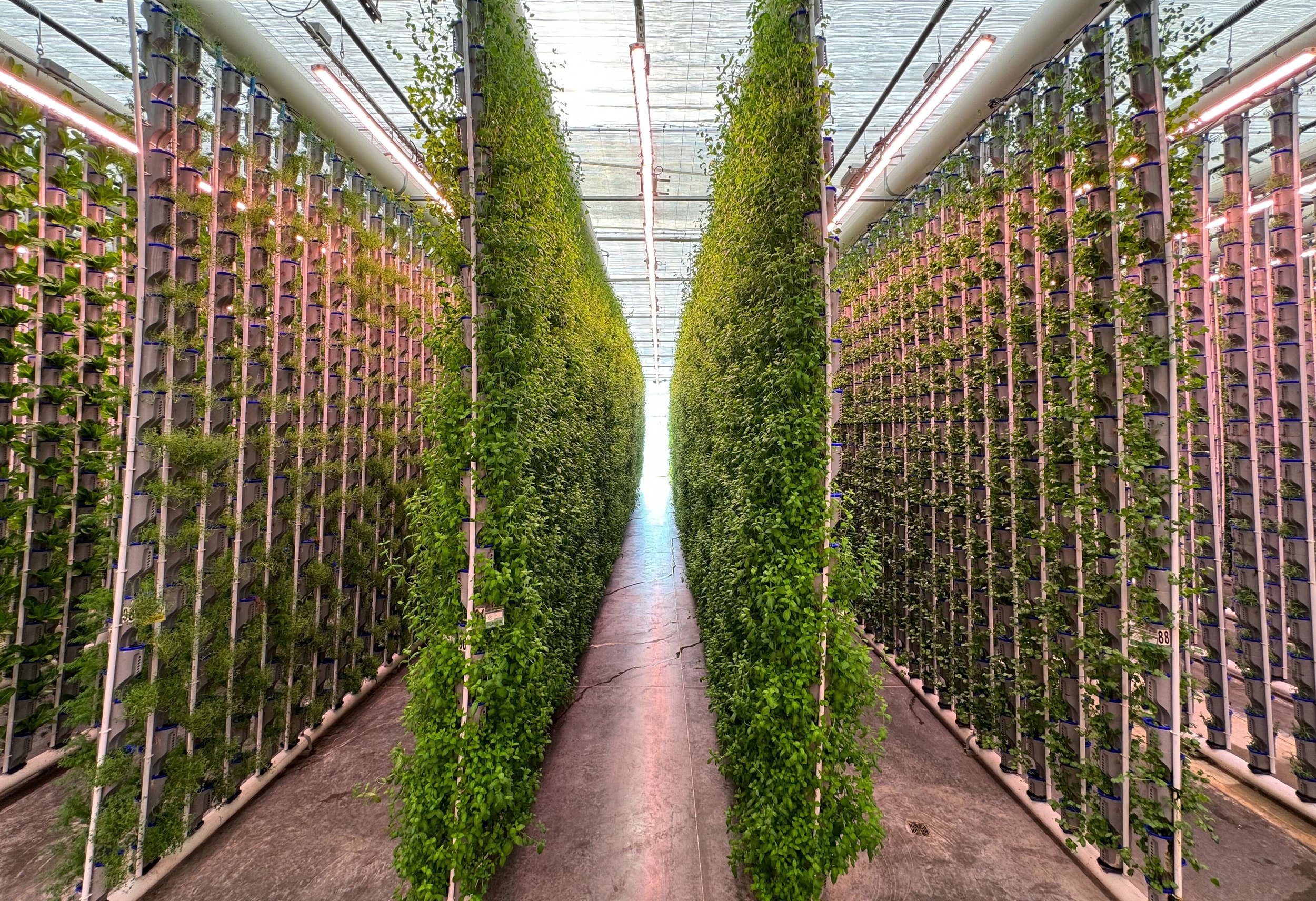 Commercial Hydroponic Farm Roi